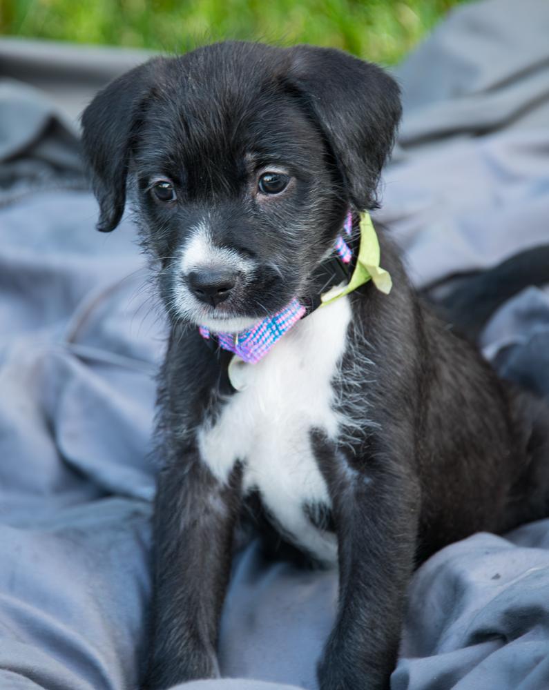 Enlarge Poppy, a Adoptable Goldendoodle in Marietta, GA image 5/5