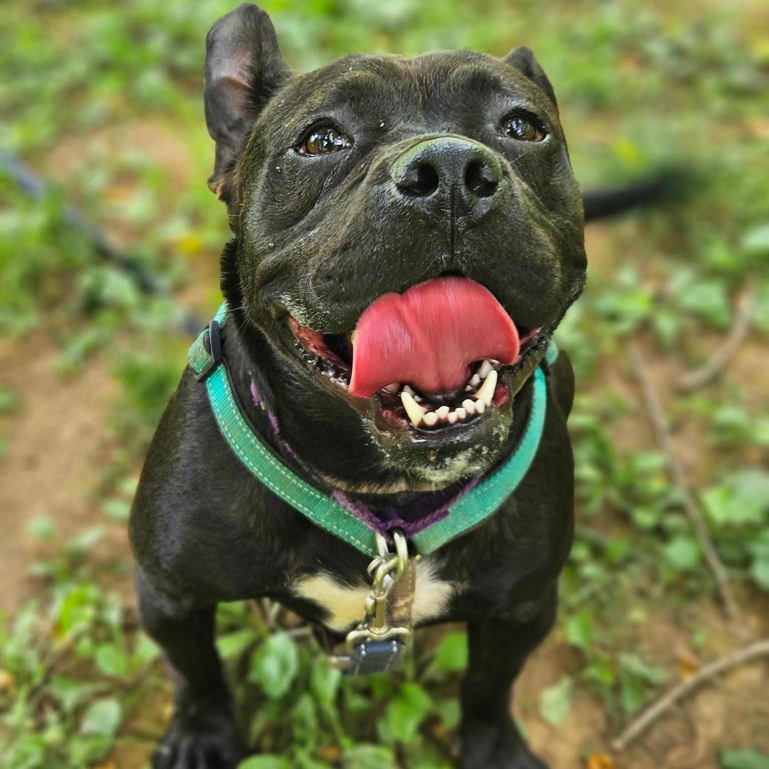 Milly, adoptable, Young Female Pit Bull Terrier.