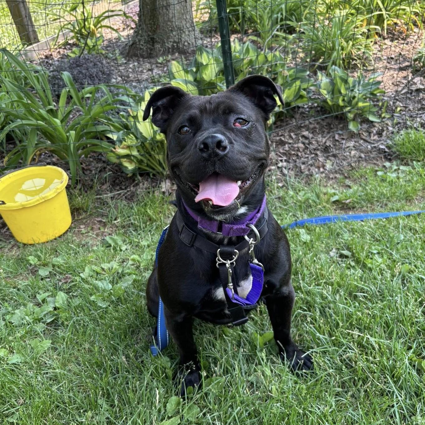 Milly, adoptable, Young Female Pit Bull Terrier.