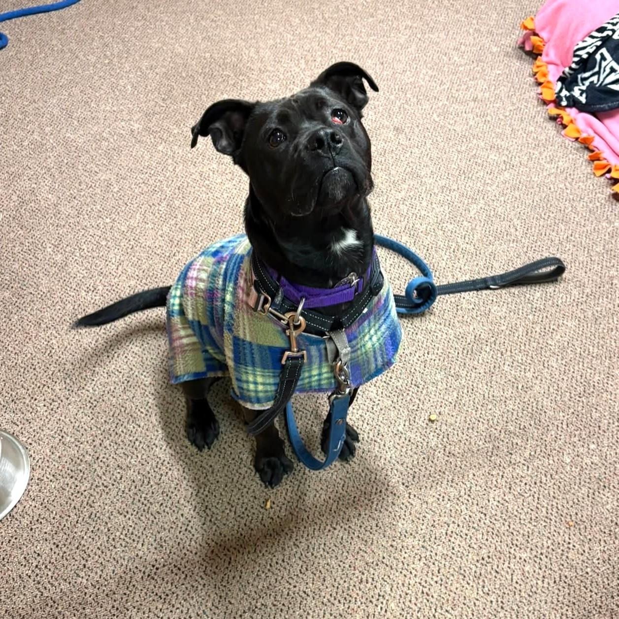 Milly, adoptable, Young Female Pit Bull Terrier.