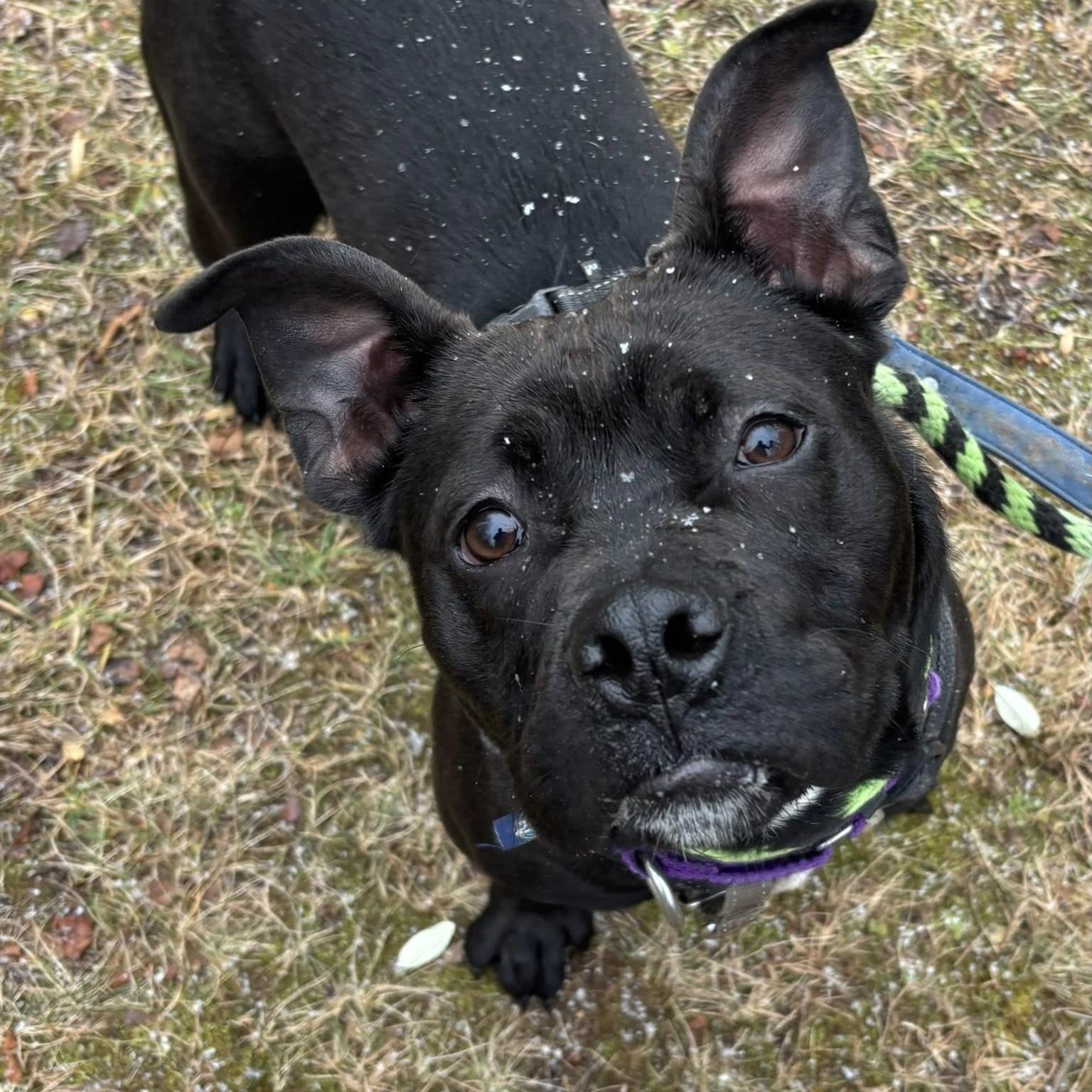 Enlarge Milly, an adoptable mixed breed in Phoenixville, PA image 5/6