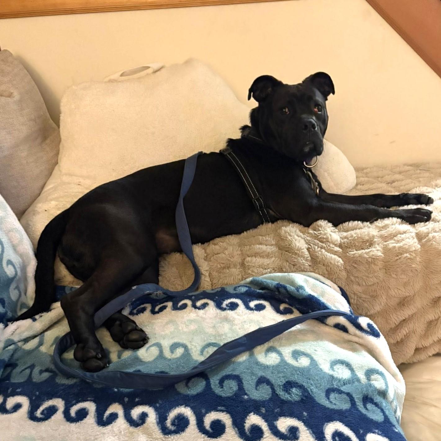 Enlarge Milly, an adoptable mixed breed in Phoenixville, PA image 3/6