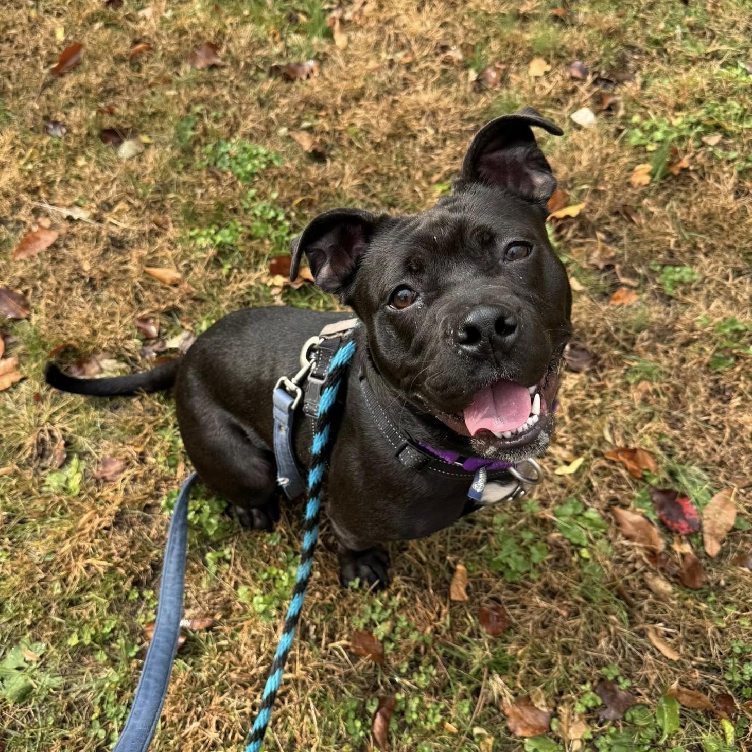 Enlarge Milly, an adoptable mixed breed in Phoenixville, PA image 2/6