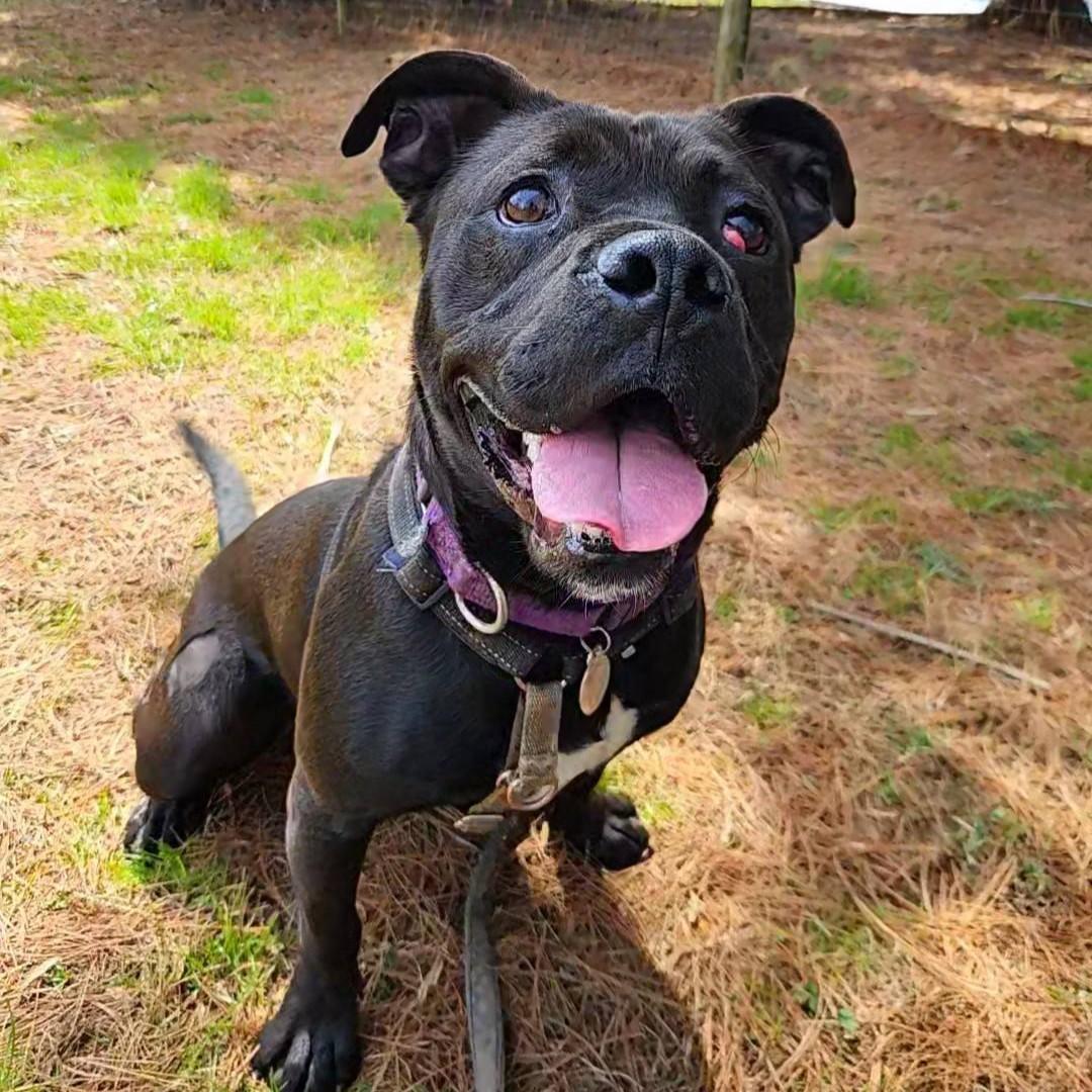 Enlarge Milly, an adoptable mixed breed in Phoenixville, PA image 1/6