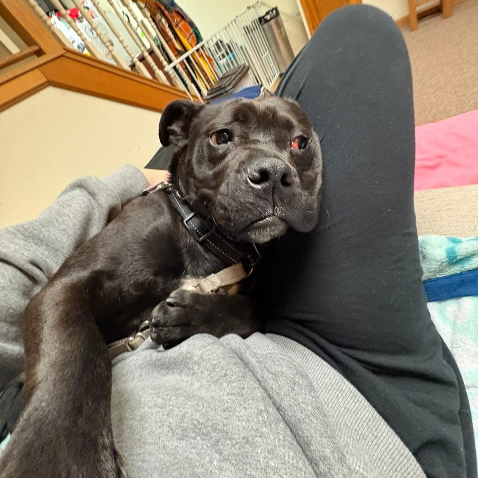 Enlarge Milly, an adoptable mixed breed in Phoenixville, PA image 3/6