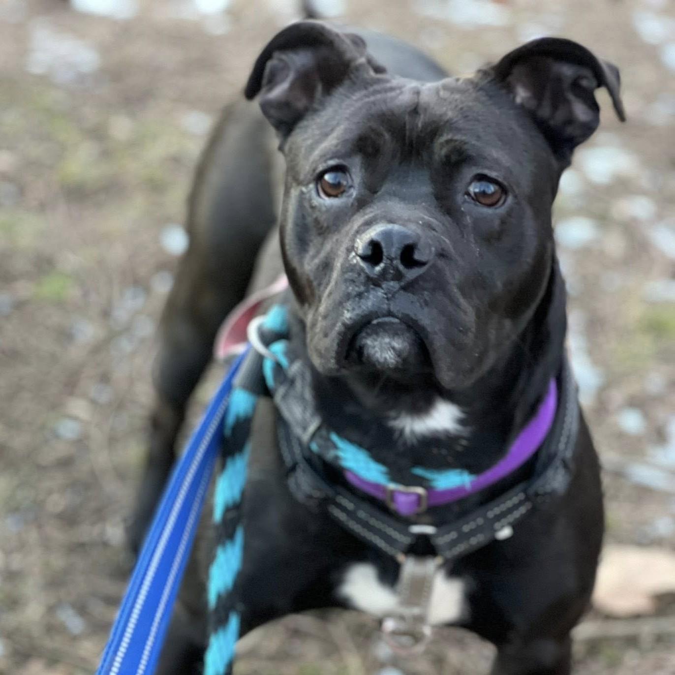 Enlarge Milly, an adoptable mixed breed in Phoenixville, PA image 4/6