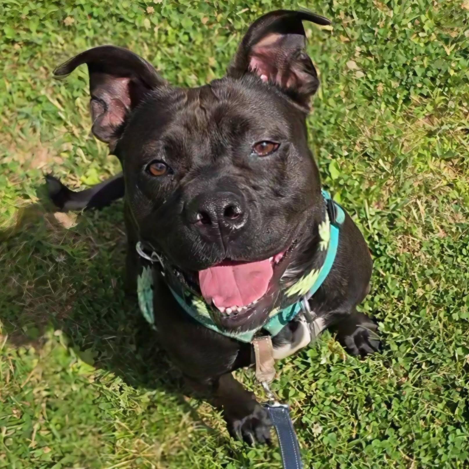 Enlarge Milly, an adoptable mixed breed in Phoenixville, PA image 2/6