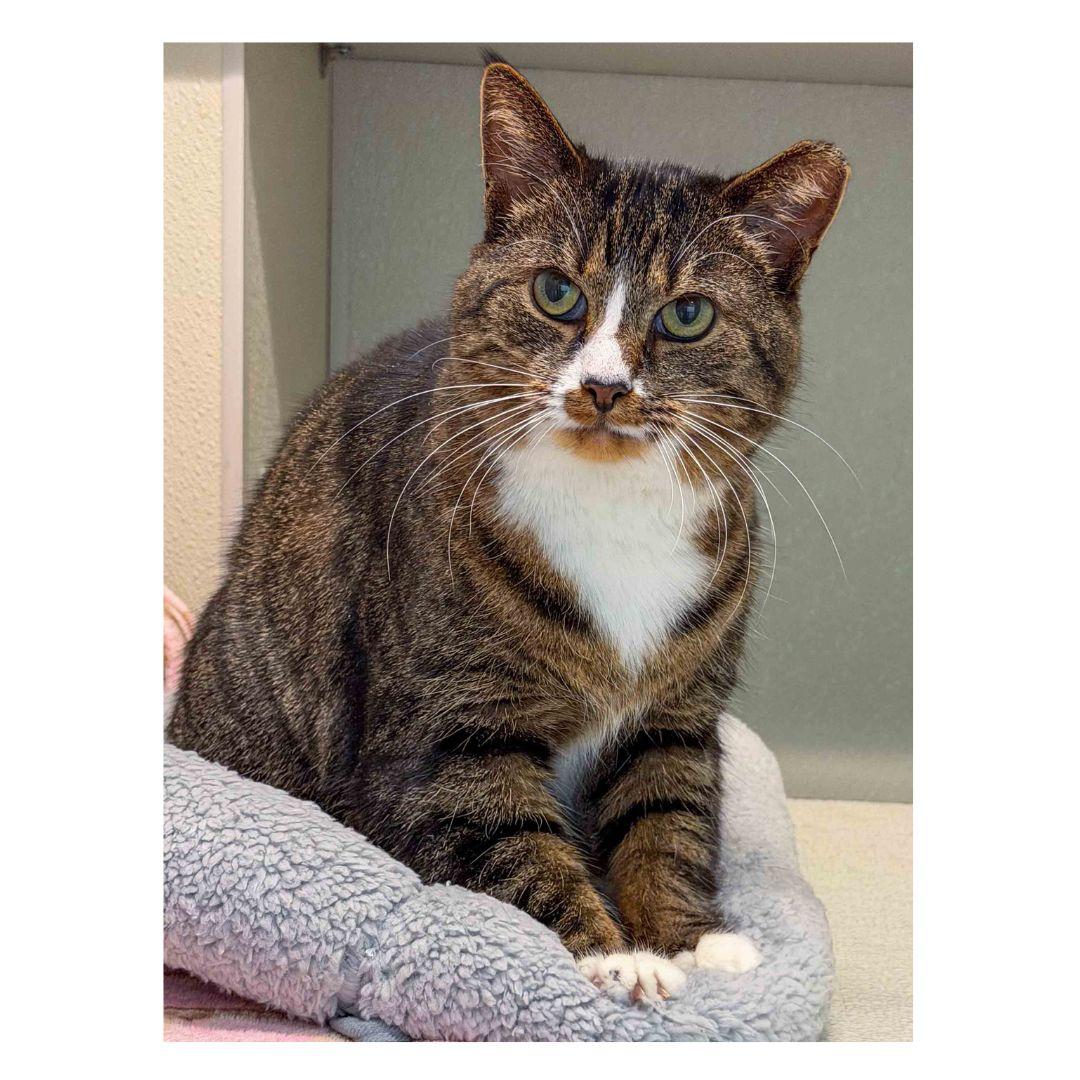 Sage, adopted, Adult Female Domestic Short Hair.