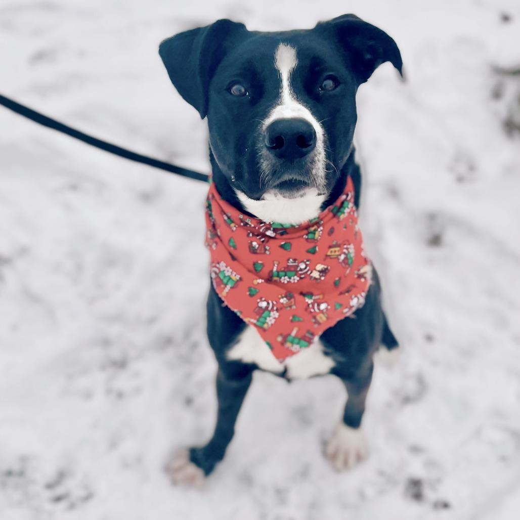 Regan, Adoptable, Adult Female Mixed Breed.