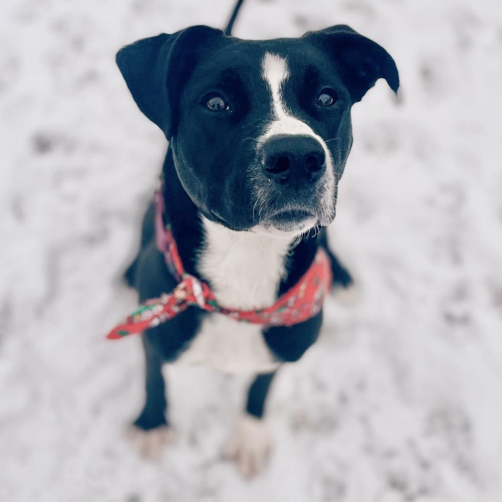 Enlarge Regan, a Adoptable Mixed Breed in Glenwood Springs, CO image 2/6