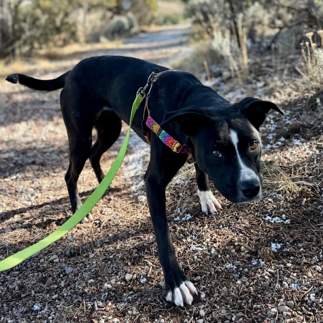Enlarge Regan, a Adoptable Mixed Breed in Glenwood Springs, CO image 3/6