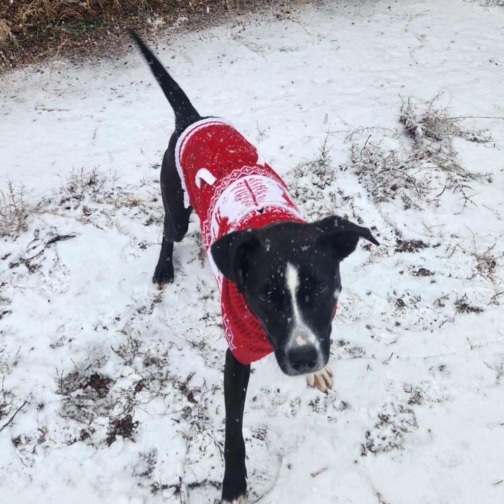 Enlarge Regan, a Adoptable Mixed Breed in Glenwood Springs, CO image 4/6