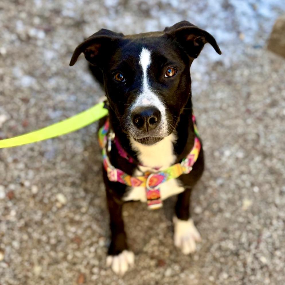 Enlarge Regan, a Adoptable Mixed Breed in Glenwood Springs, CO image 5/6