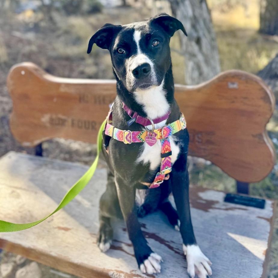Enlarge Regan, a Adoptable Mixed Breed in Glenwood Springs, CO image 6/6