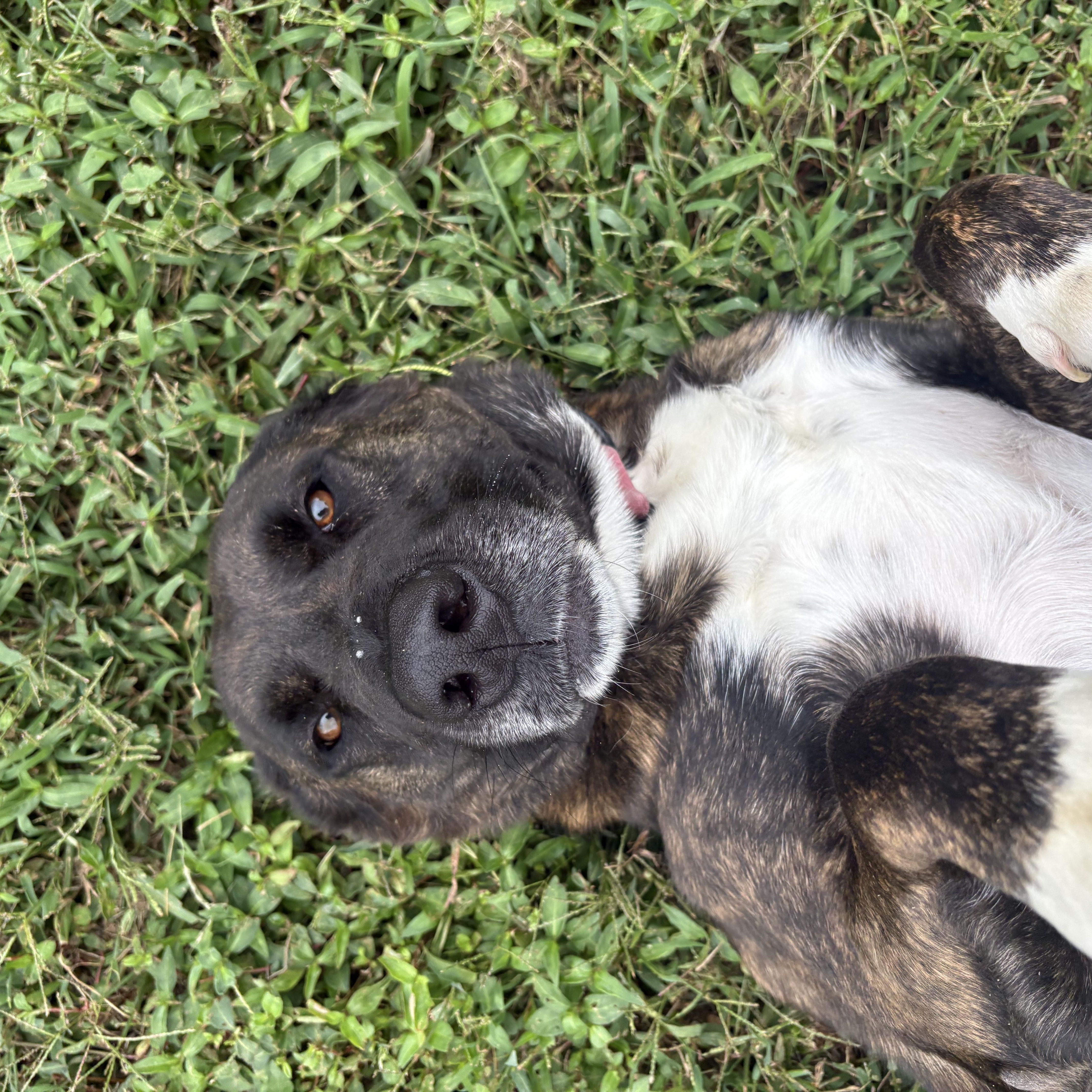 Enlarge Chloe, a Adoptable mixed breed in Bardstown, KY image 4/5