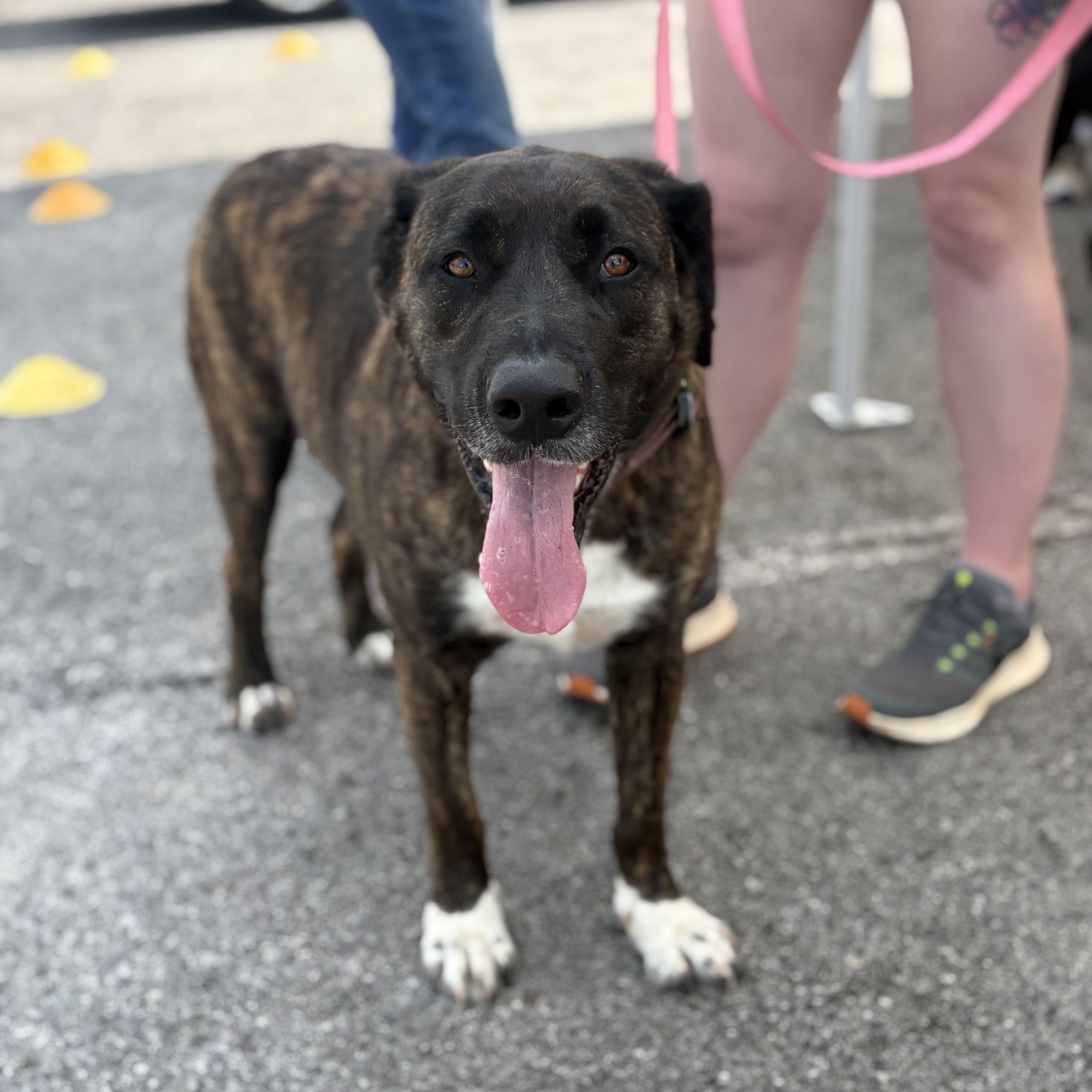 Enlarge Chloe, a Adoptable mixed breed in Bardstown, KY image 5/5