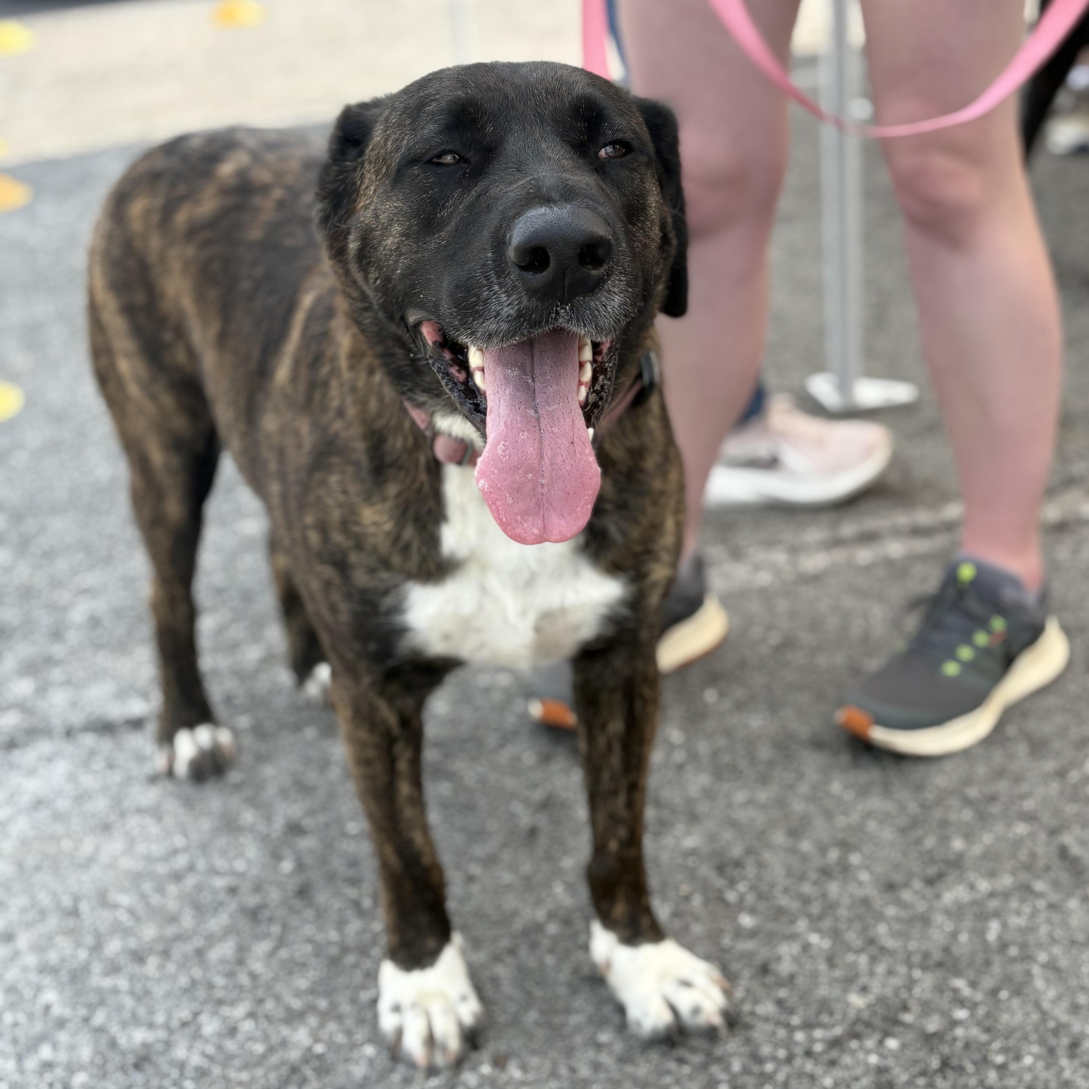 Enlarge Chloe, a Adoptable mixed breed in Bardstown, KY image 3/5
