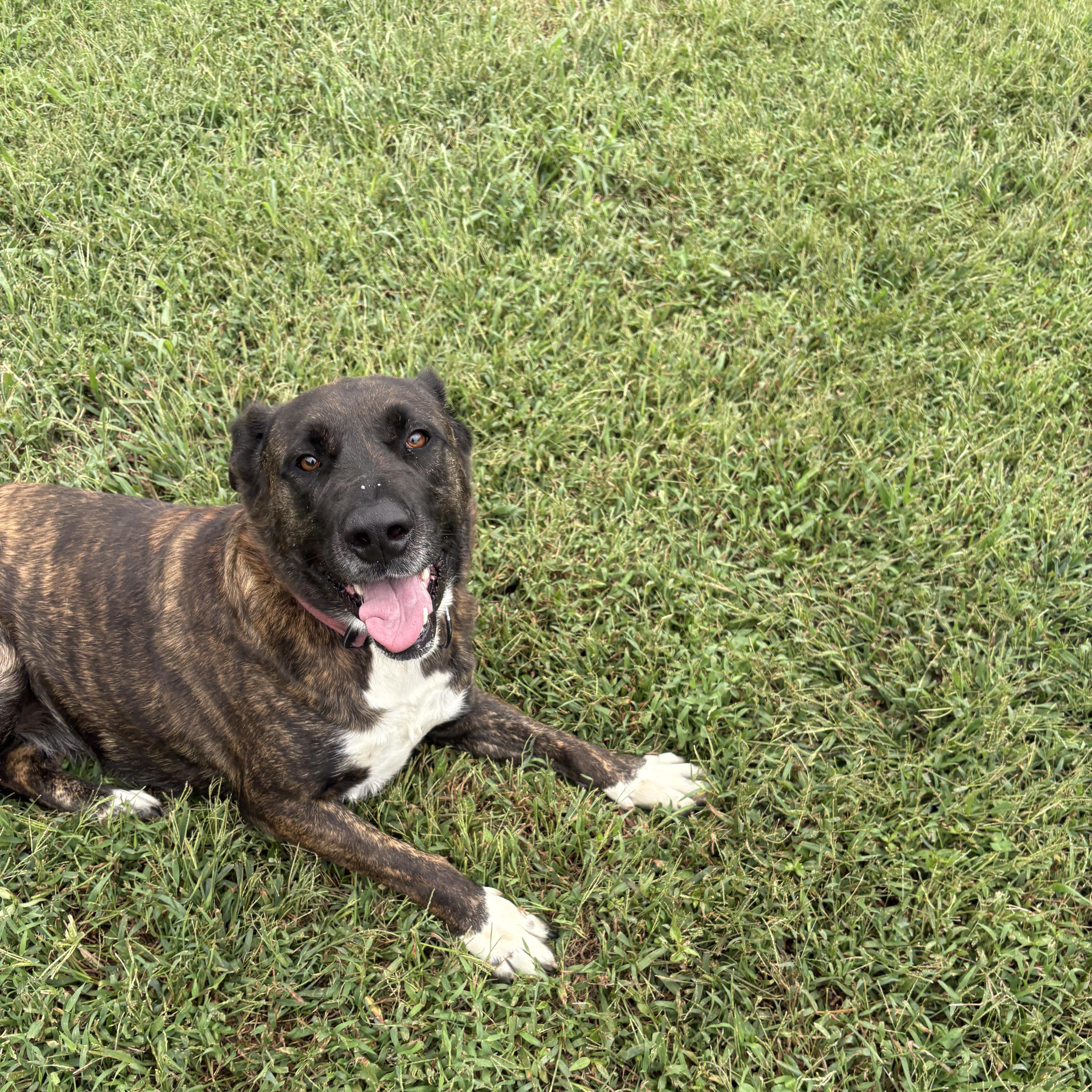 Chloe, Adoptable, Adult Female Mixed Breed.