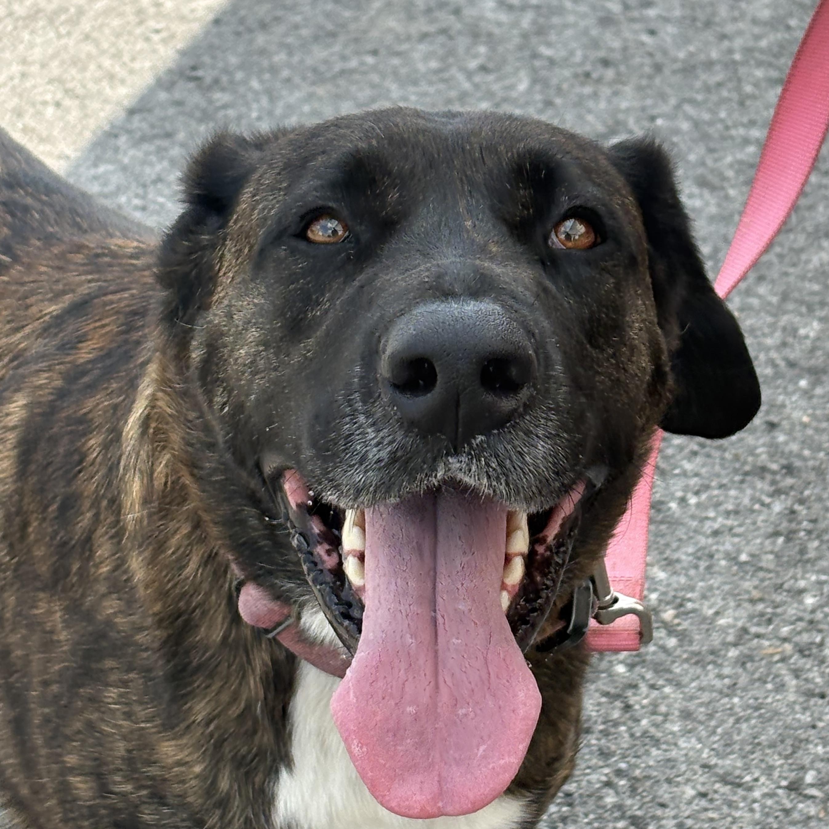 Enlarge Chloe, a Adoptable mixed breed in Bardstown, KY image 2/5