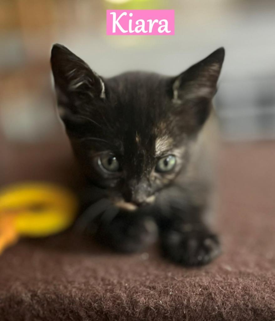 Enlarge Kiara, a Adoptable mixed breed in Hoover , AL image 1/1