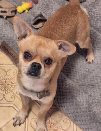Teddy, Adoptable, Adult Male Chihuahua & Mixed Breed.