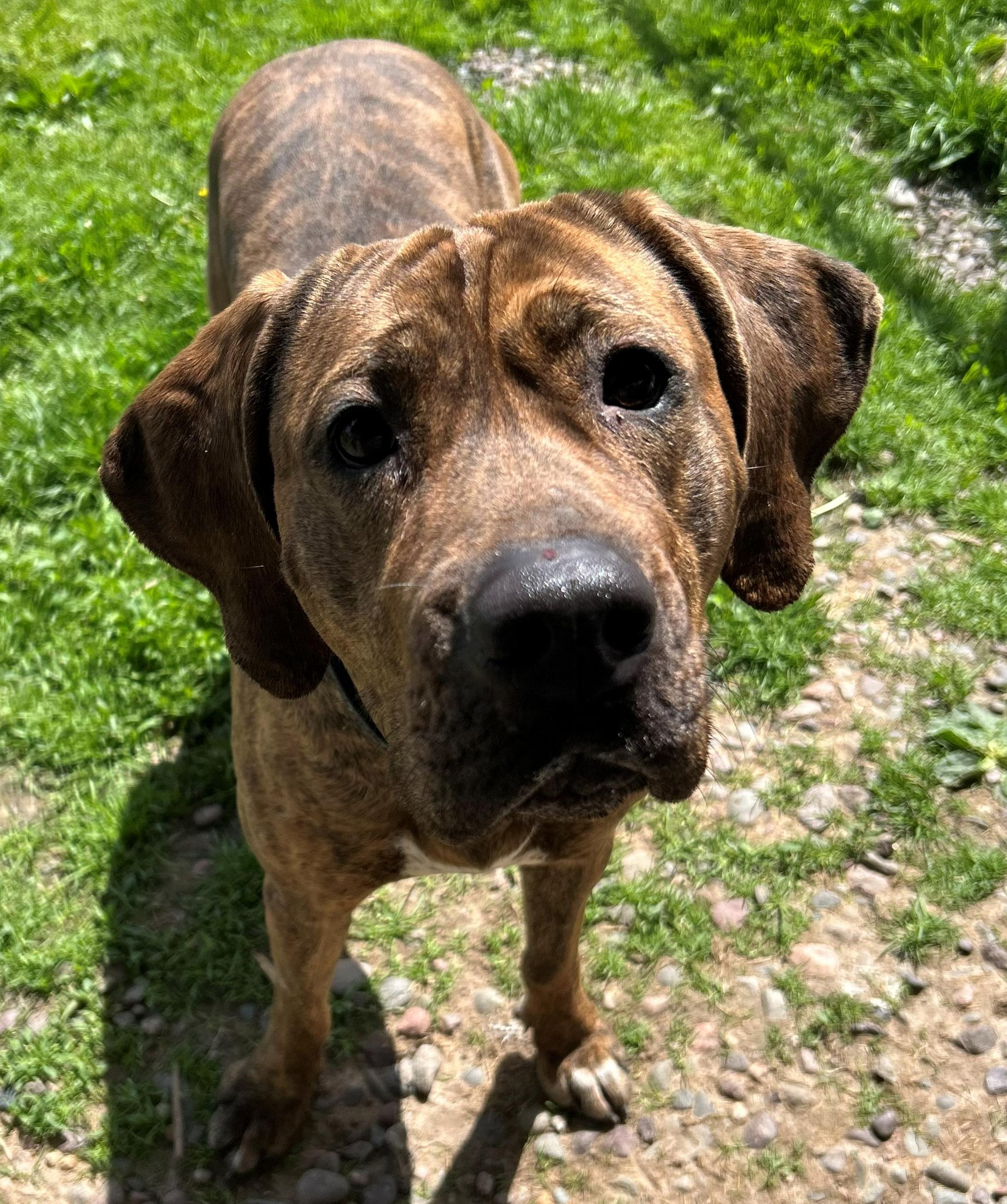Reyn, a Adoptable Coonhound in Neillsville, WI image 5/6