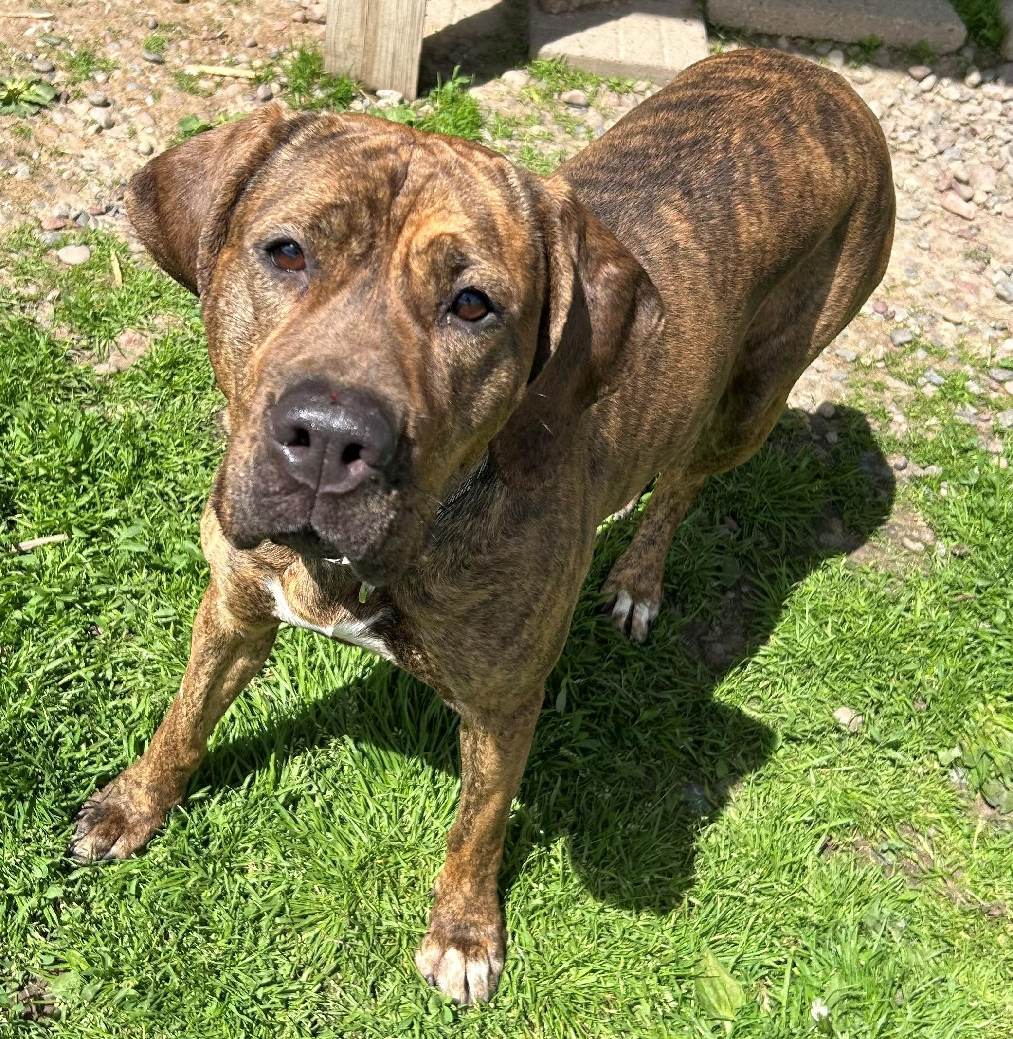 Reyn, a Adoptable Coonhound in Neillsville, WI image 2/6