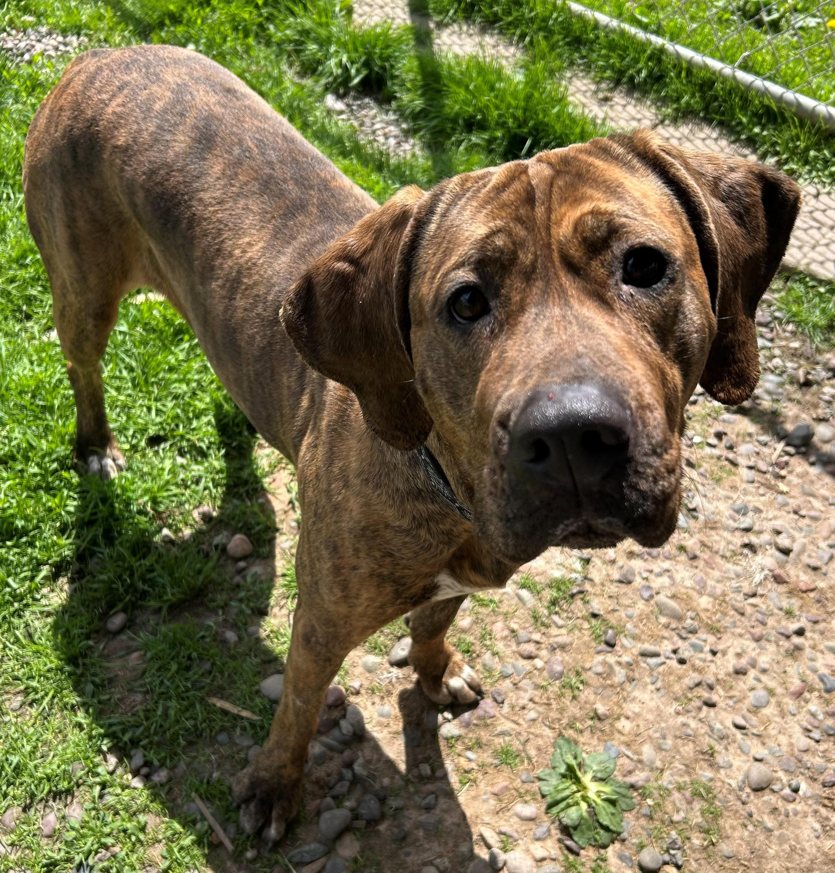 Reyn, a Adoptable Coonhound in Neillsville, WI image 6/6
