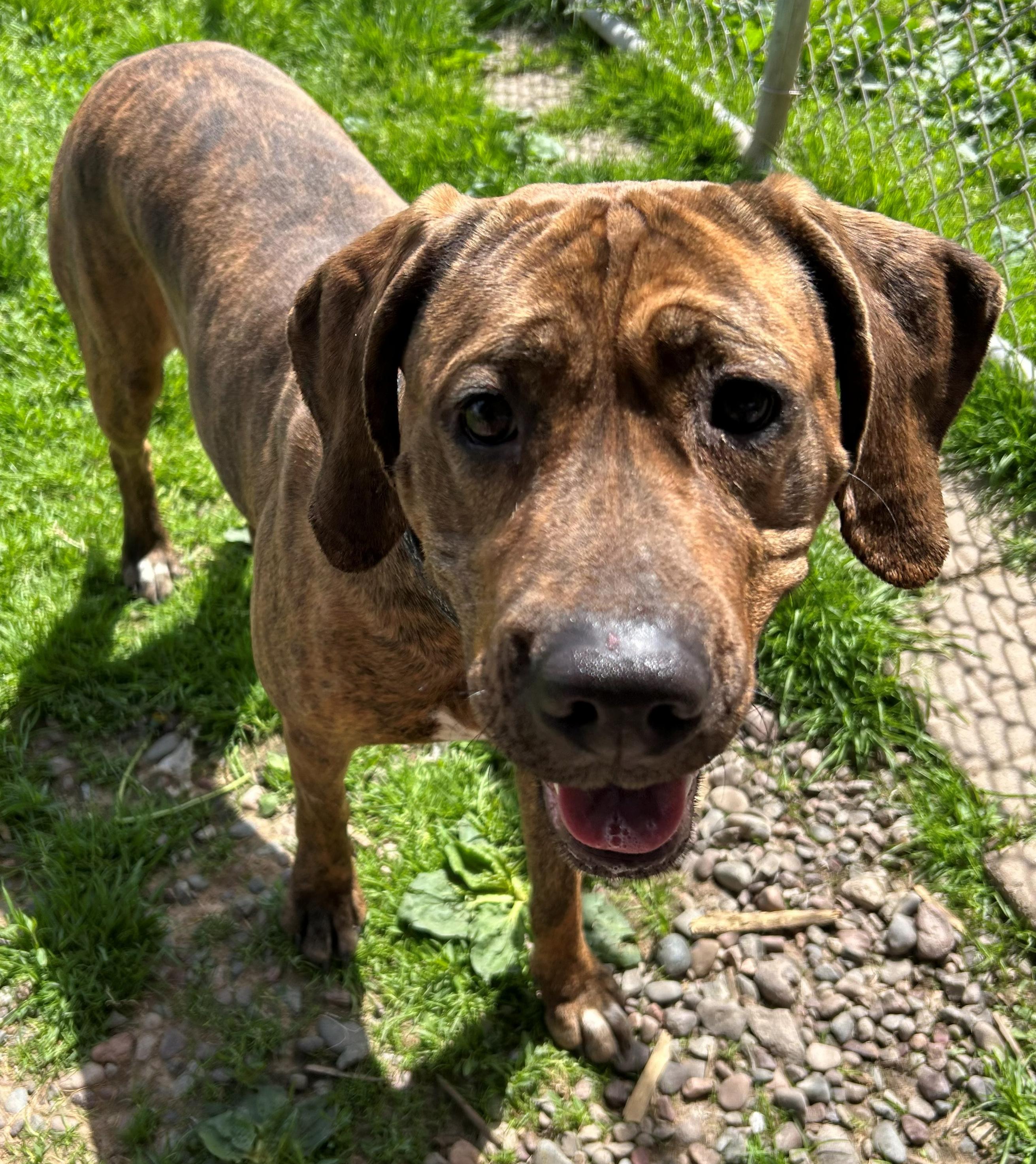 Reyn, a Adoptable Coonhound in Neillsville, WI image 3/6