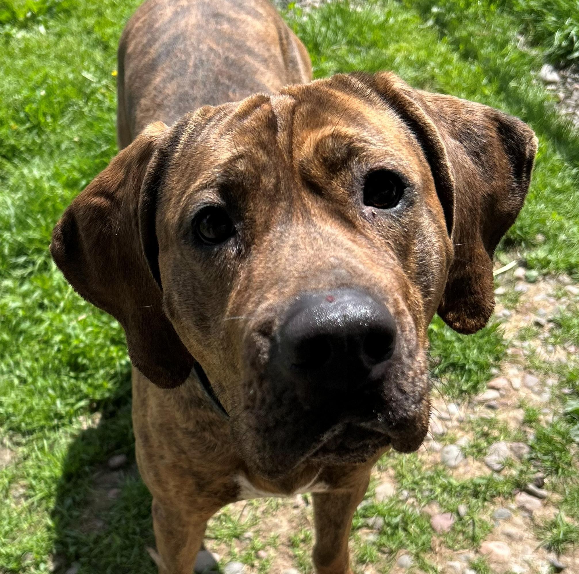 Reyn, Adoptable, Adult Female Coonhound.