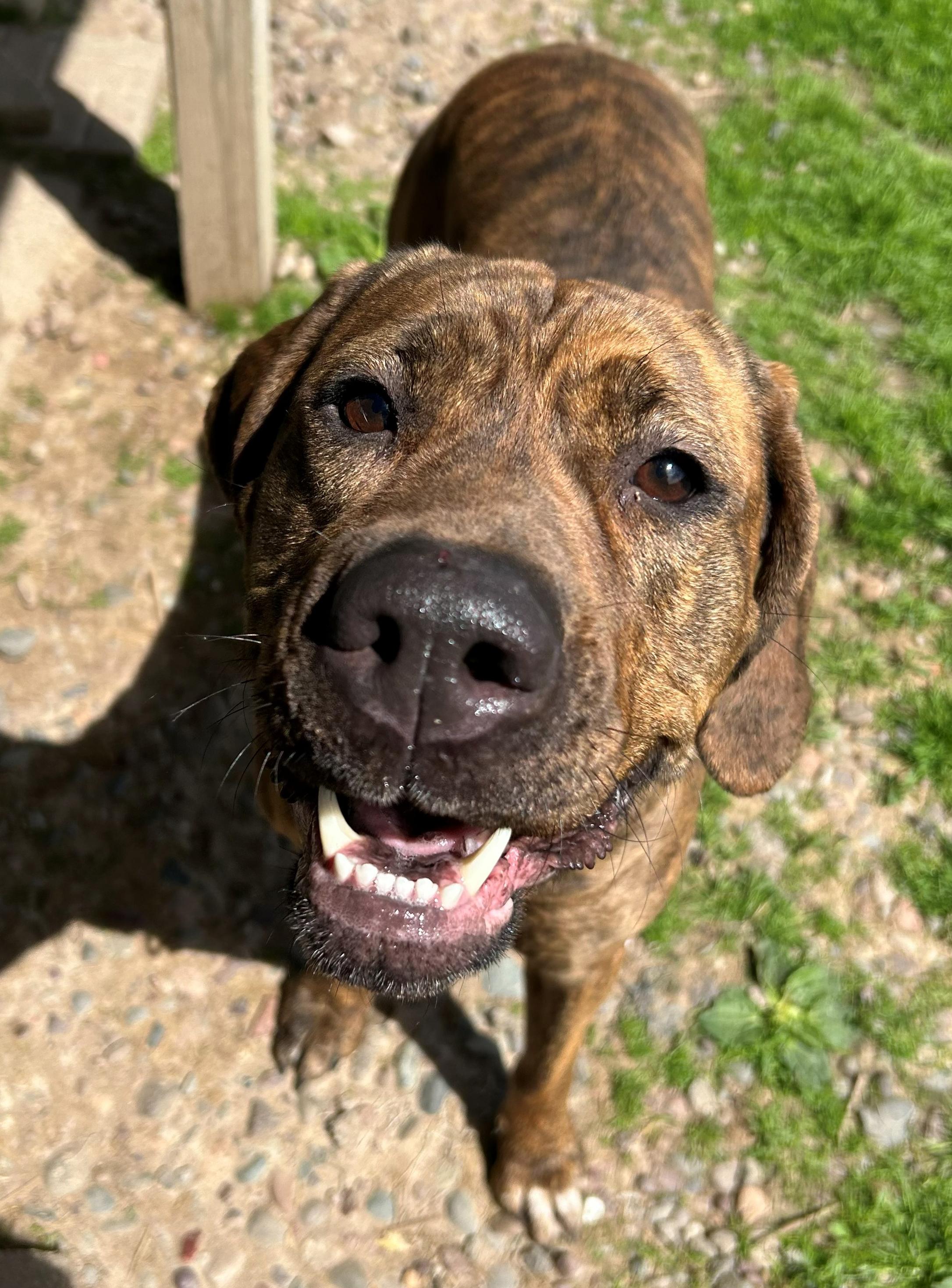 Reyn, a Adoptable Coonhound in Neillsville, WI image 4/6