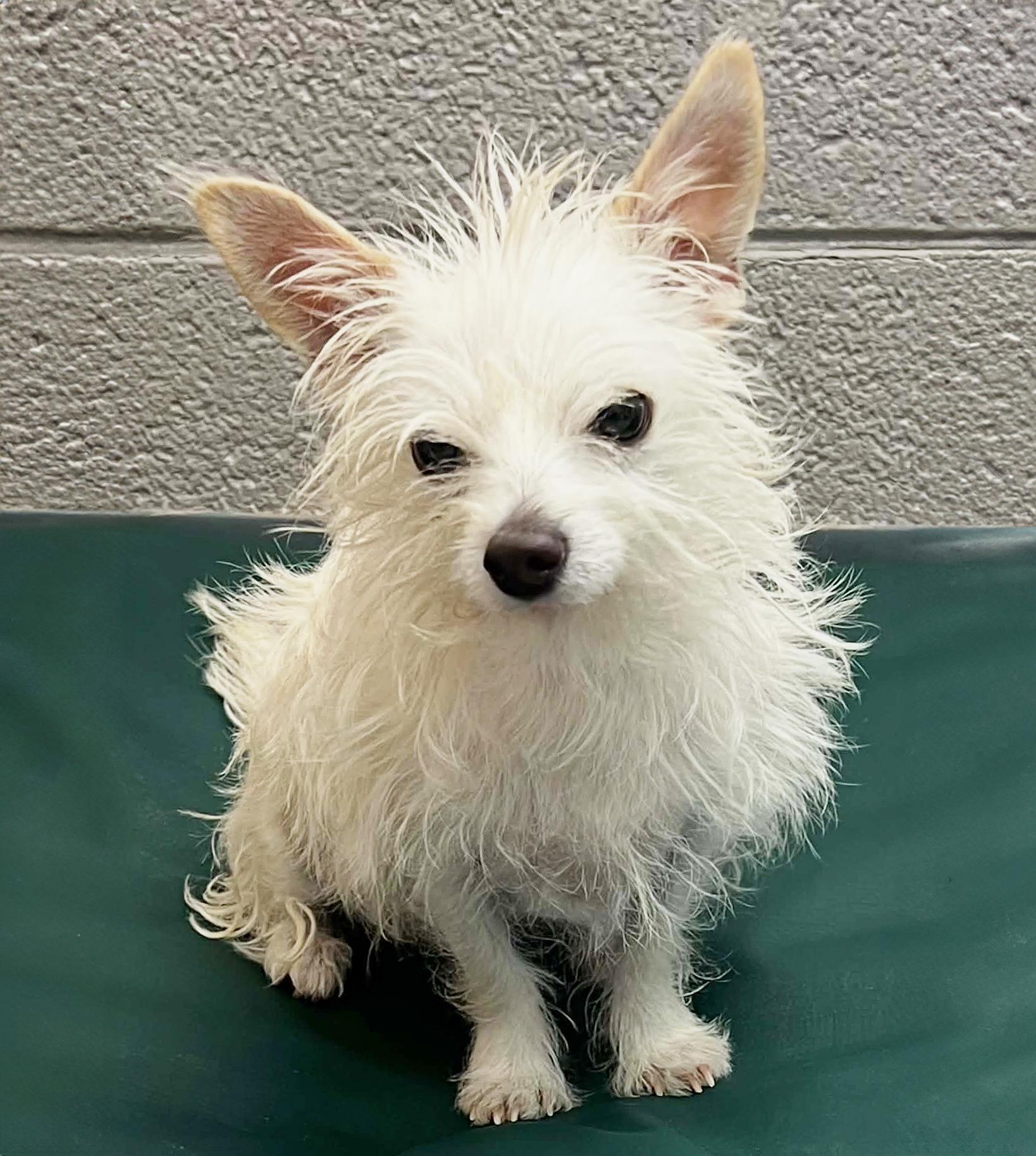 Exquisite Lil Mr Emperor Ming the Magical Maltichi, Adopted, Young Male Maltese & Chihuahua.