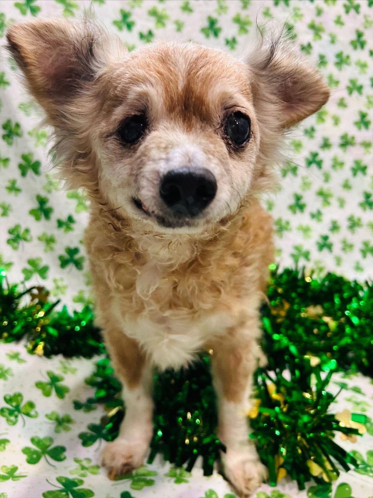 Courage — thumbnail 2