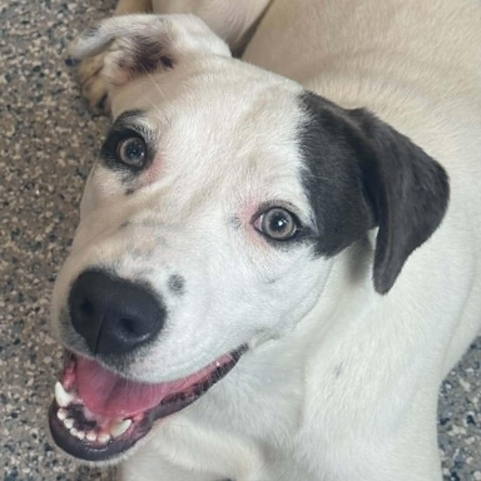 Sushi, ADOPTABLE, Puppy Female Dalmatian.