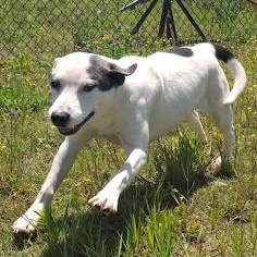 Enlarge Sushi, a ADOPTABLE mixed breed in Danbury, CT image 4/6