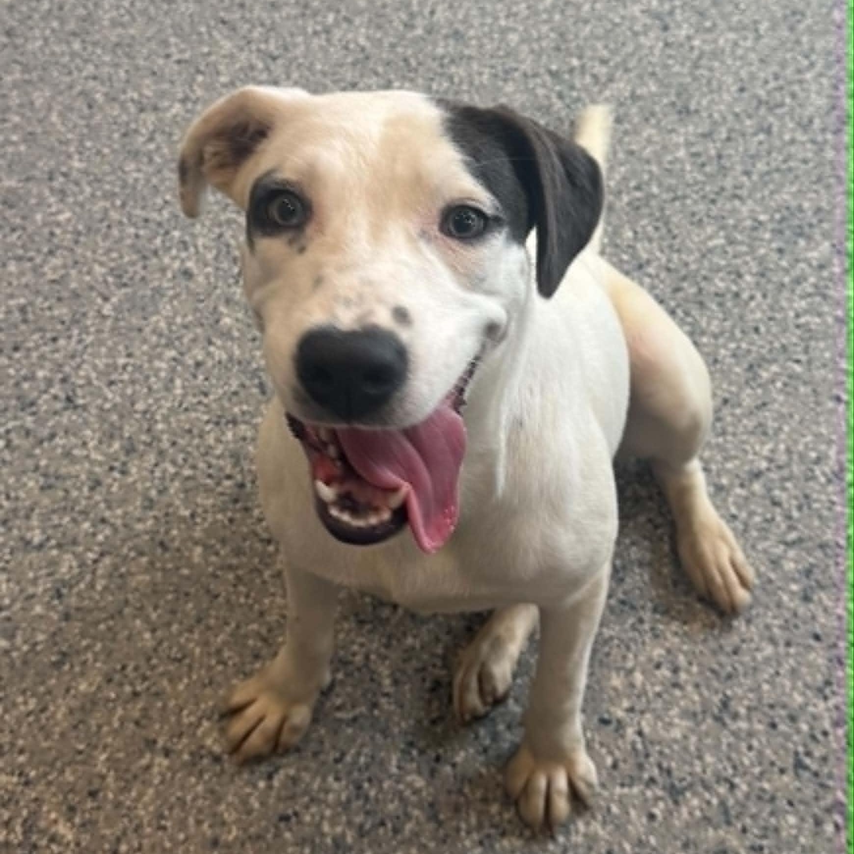 Enlarge Sushi, a ADOPTABLE mixed breed in Danbury, CT image 5/6
