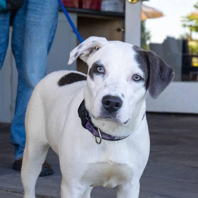 Enlarge Sushi, a ADOPTABLE mixed breed in Danbury, CT image 3/6