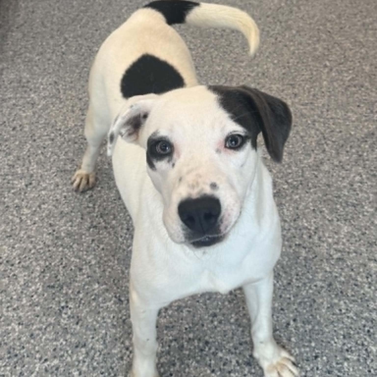 Enlarge Sushi, a ADOPTABLE mixed breed in Danbury, CT image 6/6
