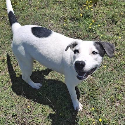 Enlarge Sushi, a ADOPTABLE mixed breed in Danbury, CT image 2/6