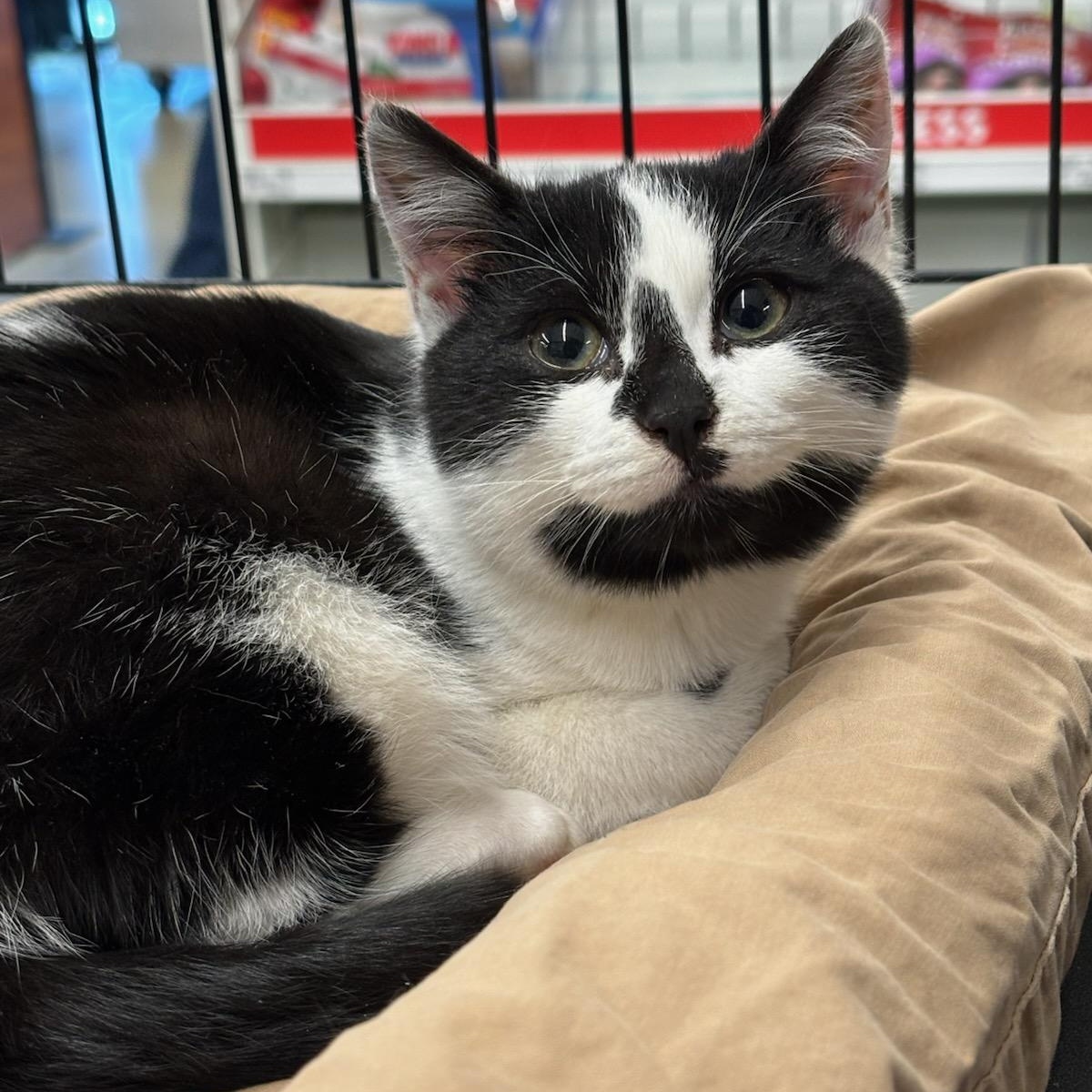 Enlarge Desmond, an adopted Domestic Short Hair in Stanhope, NJ image 1/2