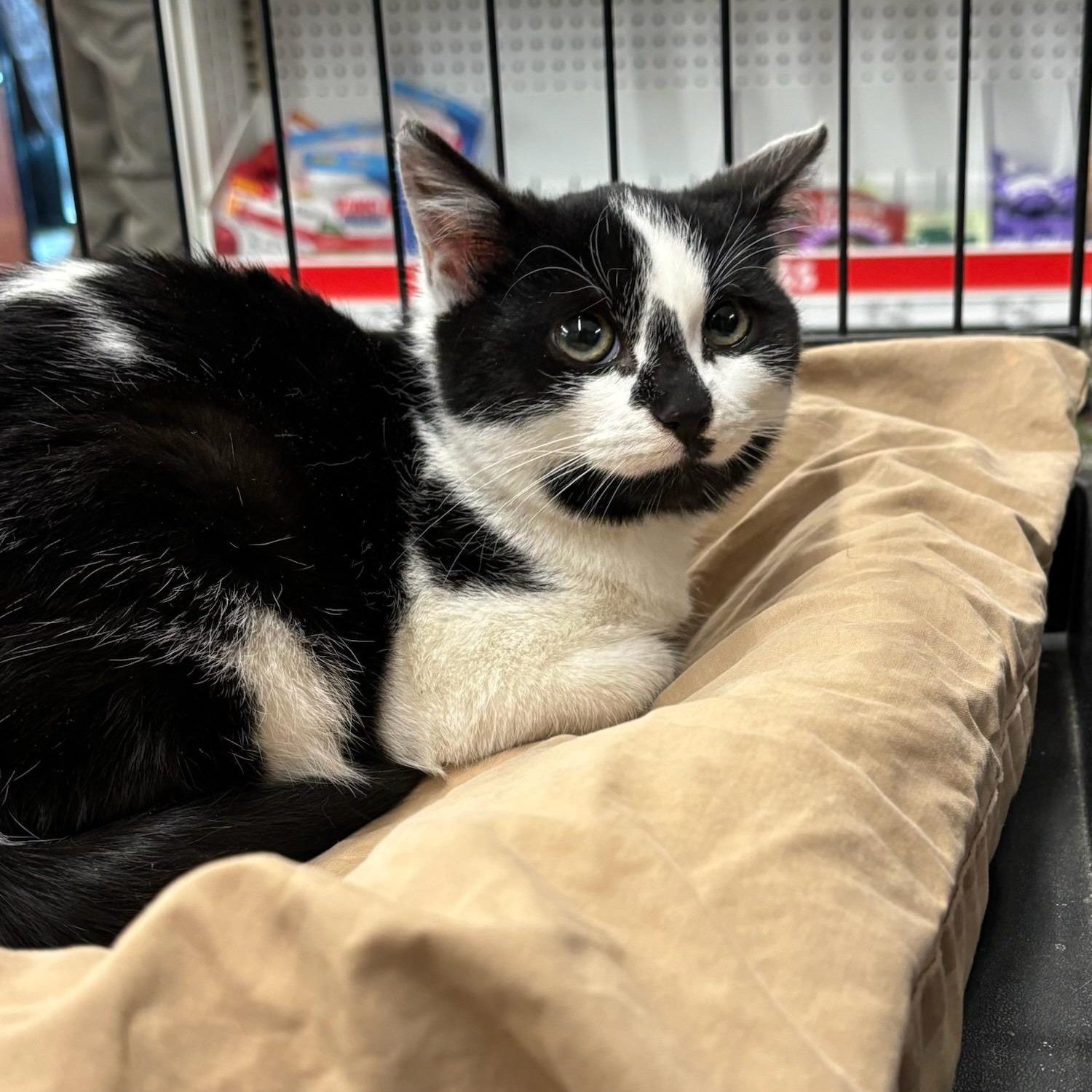 Enlarge Desmond, an adopted Domestic Short Hair in Stanhope, NJ image 2/2