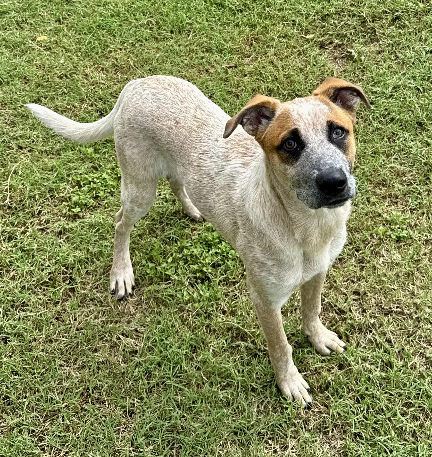 Enlarge Hank, a Adoptable Australian Cattle Dog / Blue Heeler in Cincinnati, OH image 6/6