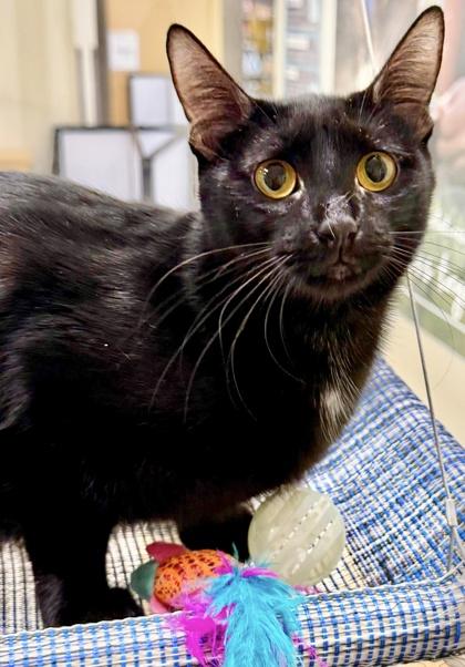 Juanita, Adoptable, Young Female Domestic Short Hair & Domestic Short Hair.