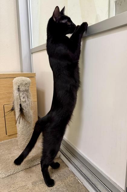 Enlarge Juanita, a Adoptable mixed breed in San Diego, CA image 2/3