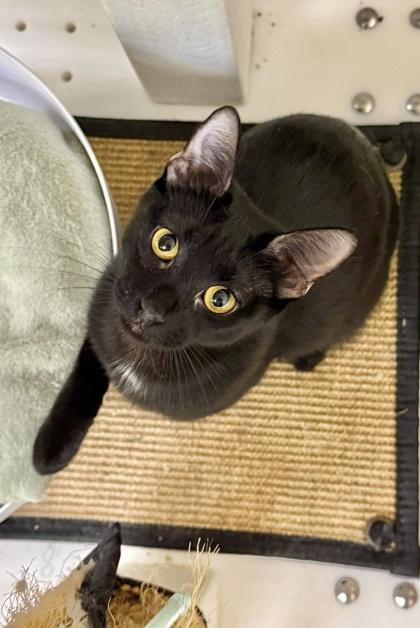 Enlarge Juanita, a Adoptable mixed breed in San Diego, CA image 3/3