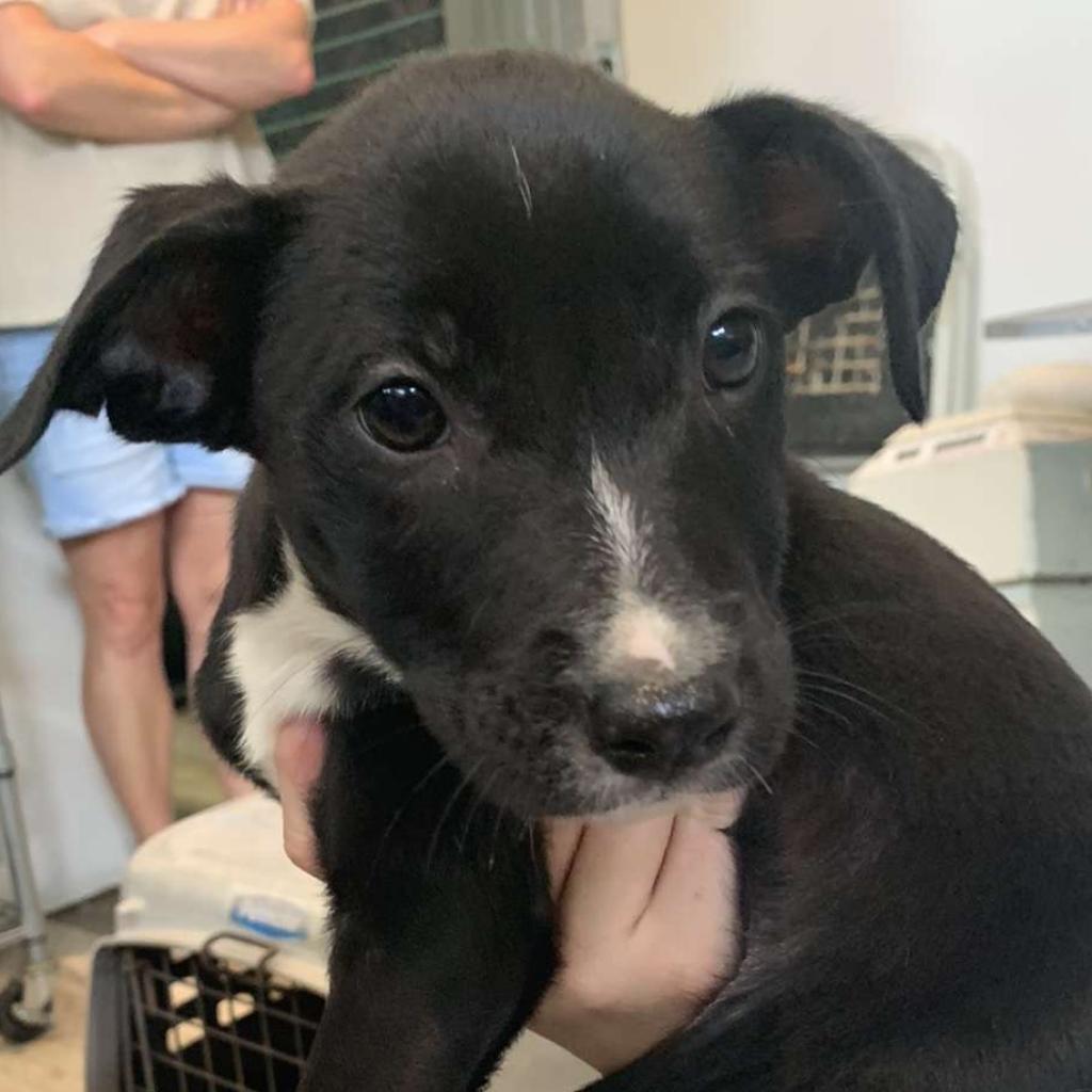 Puppyfoot, Adoptable, Adult Female Pit Bull Terrier.