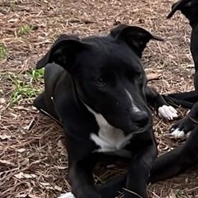 Enlarge Puppyfoot, a Adoptable Pit Bull Terrier in Laurel, MS image 2/2