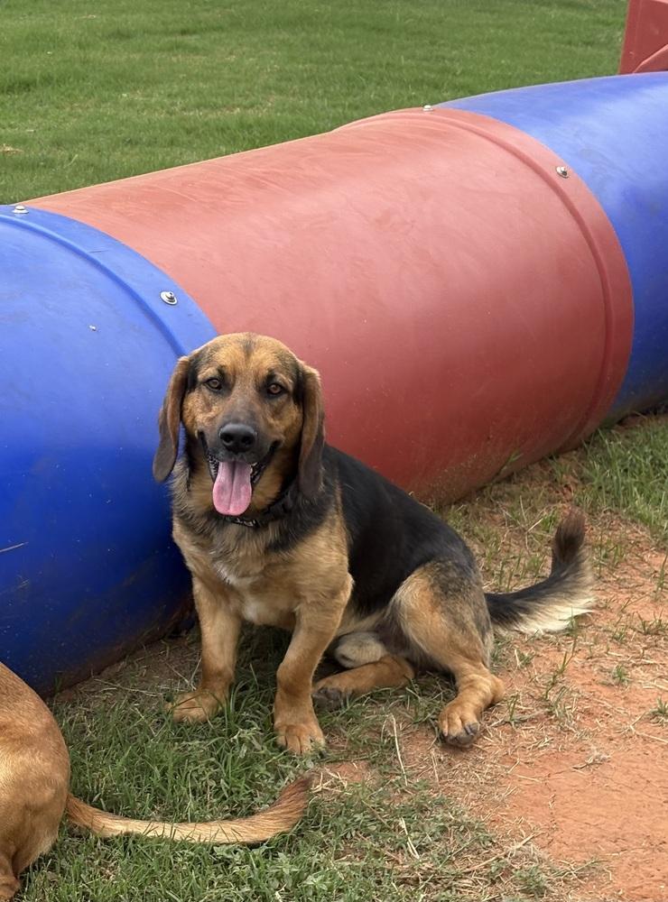 Abbott, Adoptable, Young Male Hound.