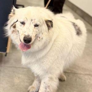 Taffee, ADOPTABLE, Adult Female Australian Shepherd.