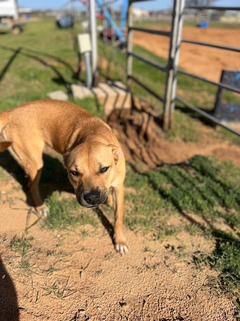 Jill, a Adoptable mixed breed in Paradise, TX image 1/2